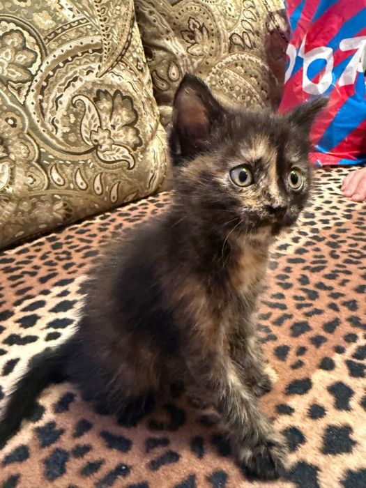 Отдам котенка в добрые руки!