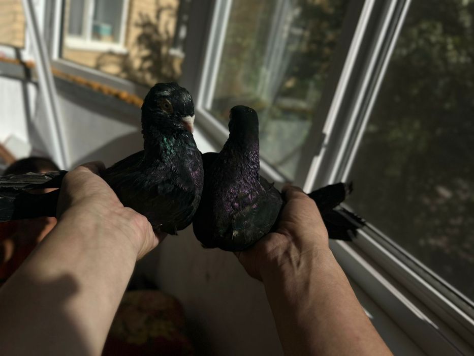 1 пар голуби бухар