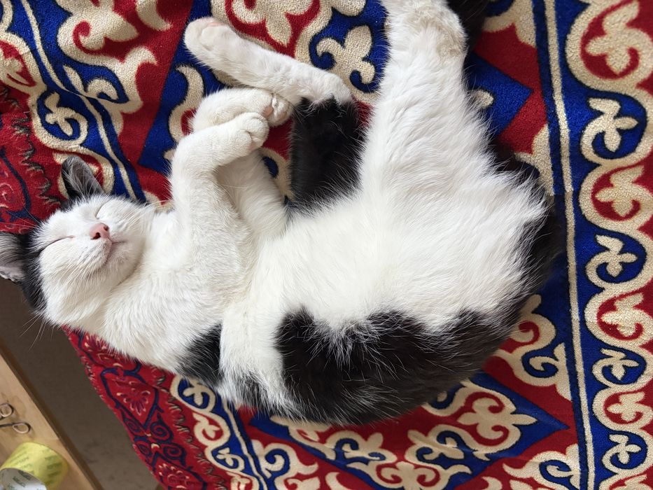 отдам кота в добрые руки