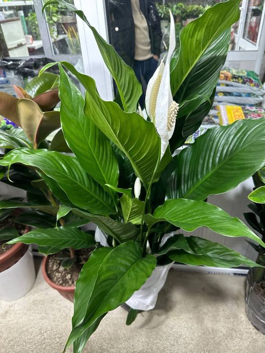 Спатифиллум  женское счастье в огромном ассортименте