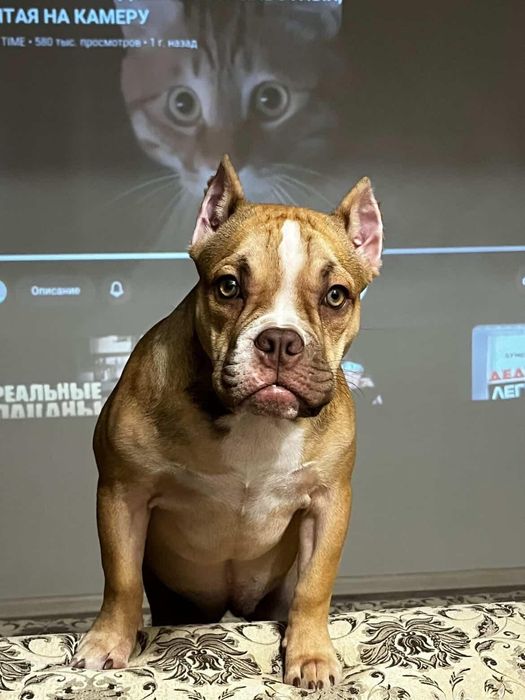 Продам Американского Булли девочку