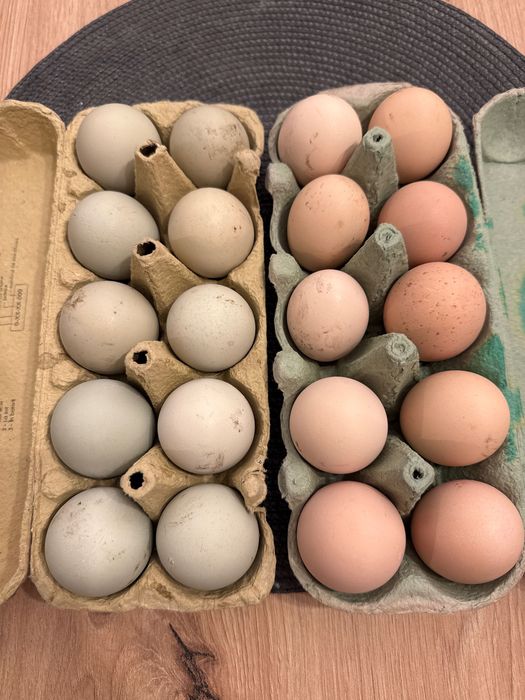 Ouă provenite de la găini de țară
