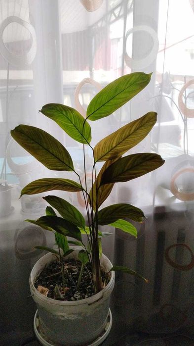 Комнатные цветы.