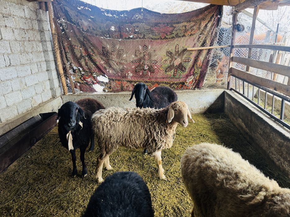 Арашан тоқтылар сатылады