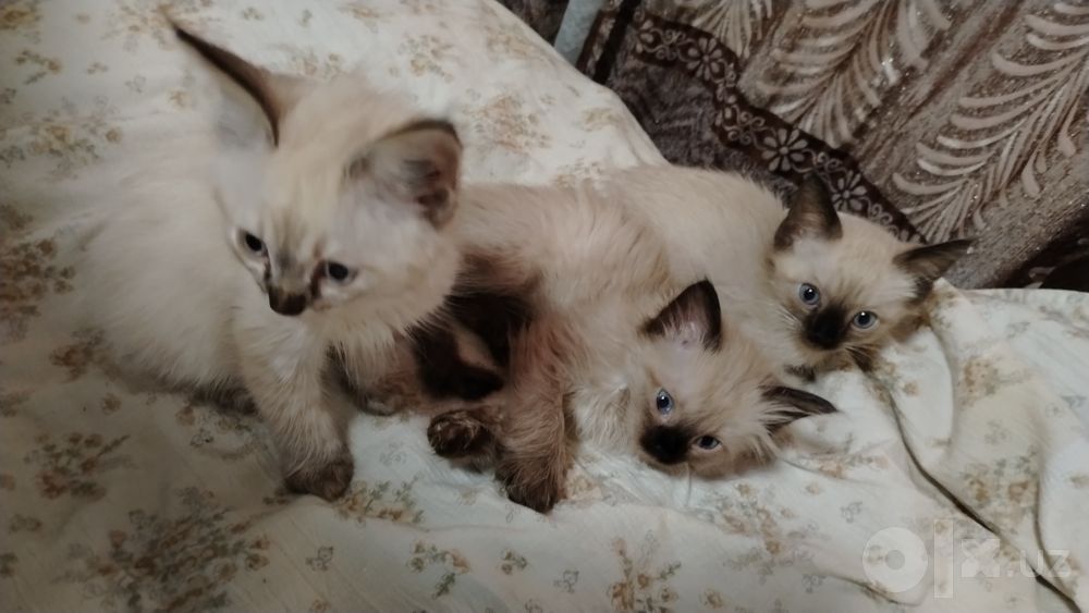 Сиамские котятя 50.000