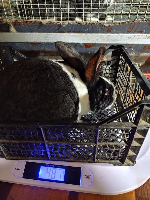 Mascul Hycol francez