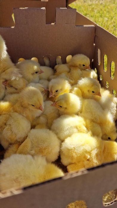 Puisori de o zi porumbac, Kabir, Ross 308