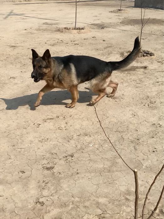 немецкая овчарка