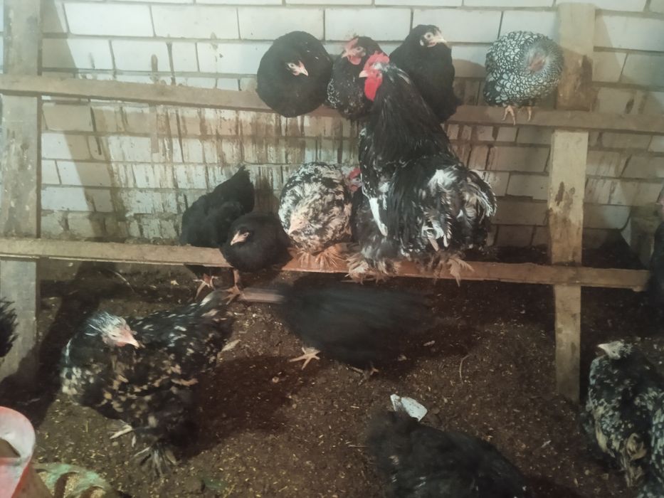 Виондот,Брама,Кохинкин сатам