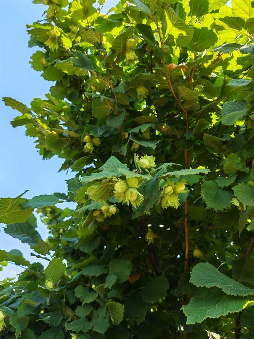 Alune de pădure soiuri italiene