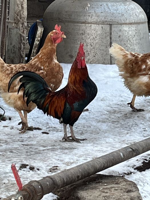 карлковый петух и курица