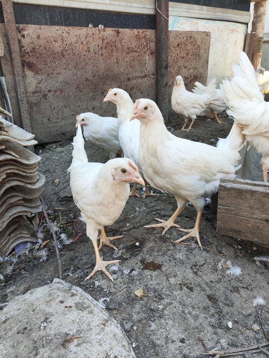Продам кур ломан Браун