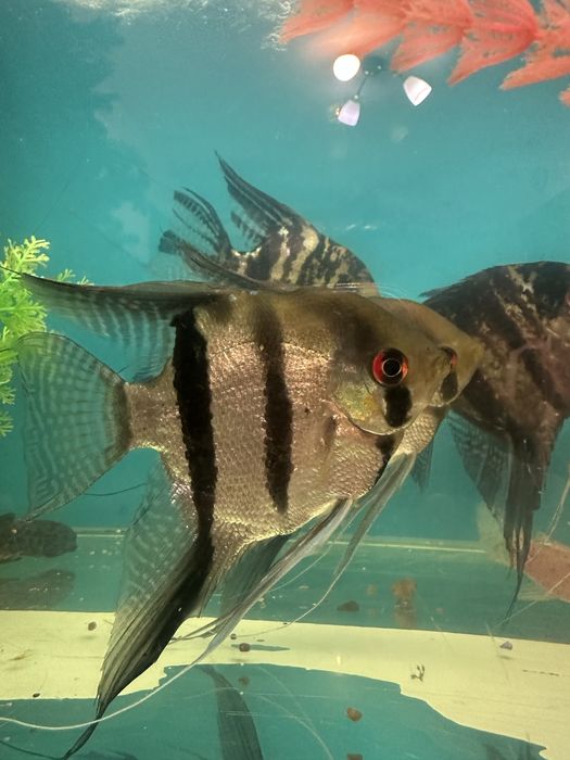 Продам рыб для аквариума