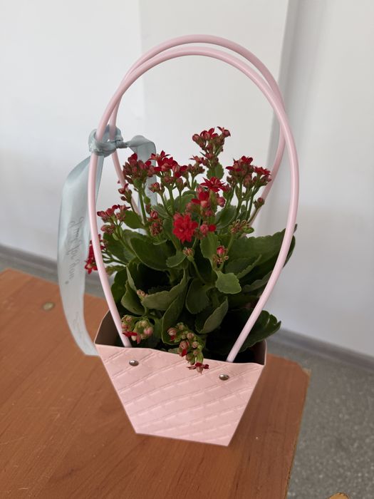 Свежий гул цветы гүл