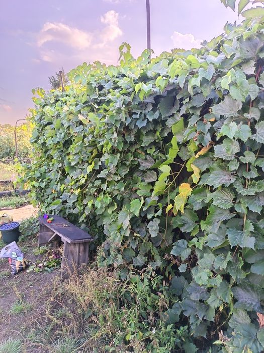 Продам дачу первое общество