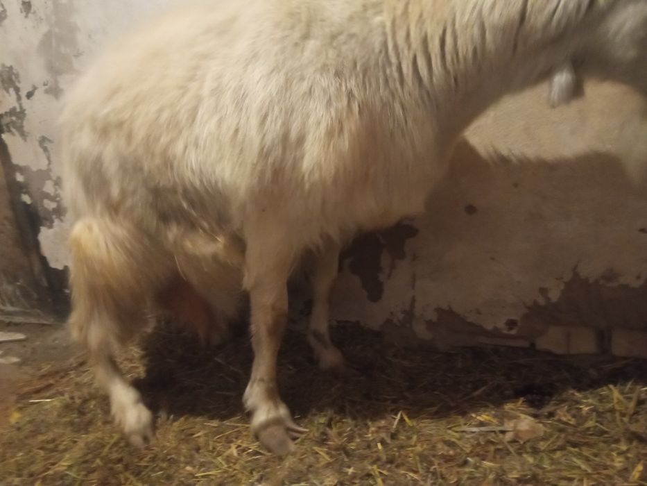 Каза зааненская  2 года