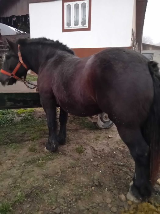 Mânză de vânzare!