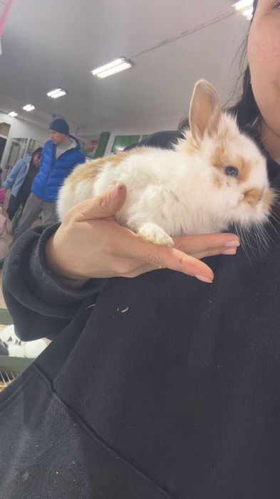 Кролики карликовые