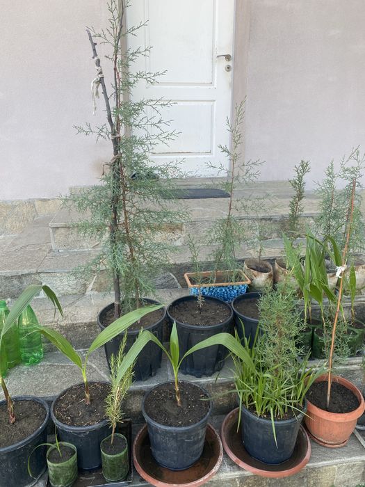 Разпродажба кипариси палми