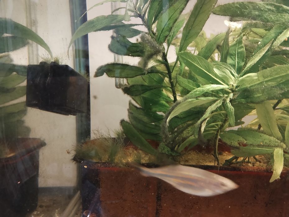 Декоративни рибки