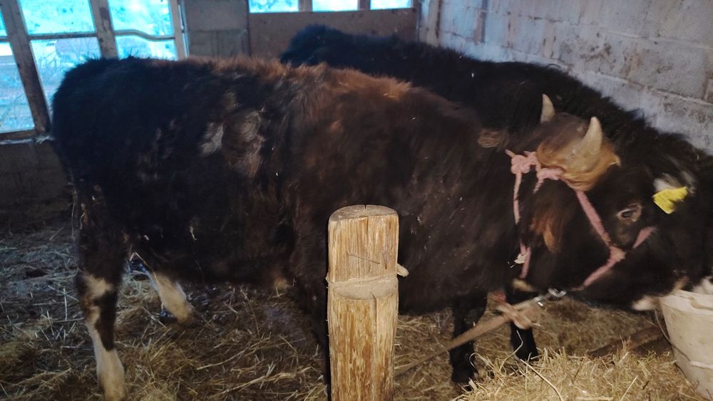 Екі тума буаз сиыр мен бұқа екі жасар. Құрсай мкр