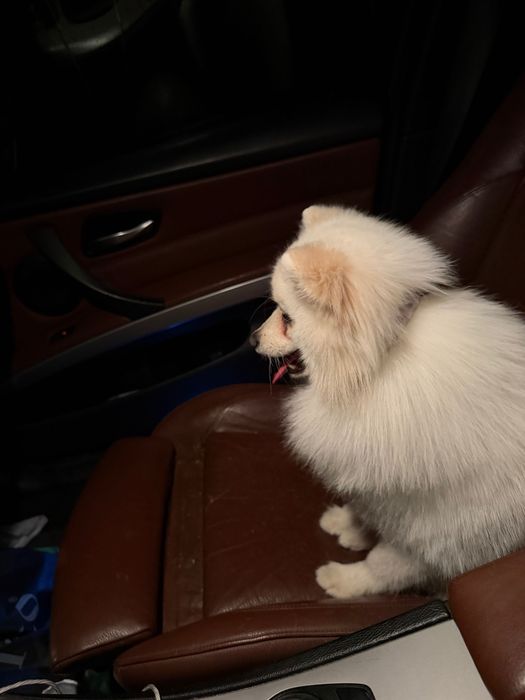 Продавам Померан