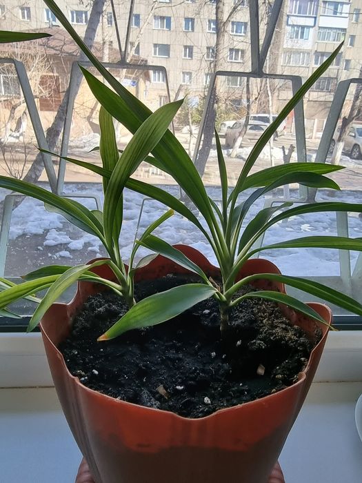 Продаю пальму Юкка