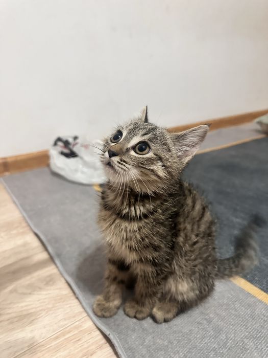 Мышық, Кот аты Мытық