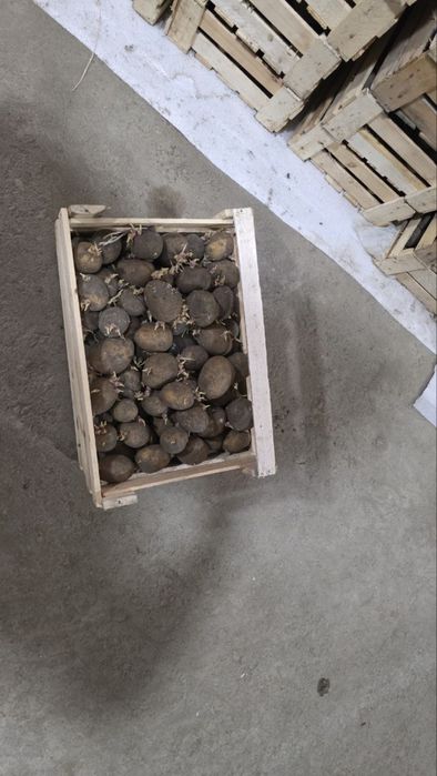 Urug’lik kartoshka Rossiya