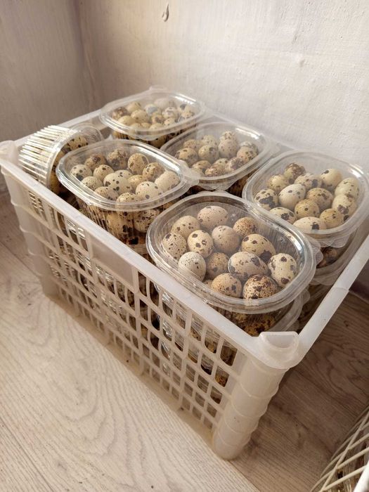 Бөдене жұмыртқалары сатылымда