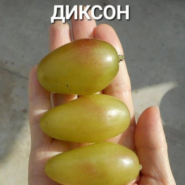 УЗУМ енг янги сортлари бор сортига кафолат берамиз