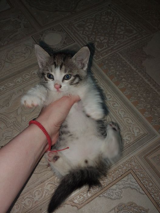 Отдам котят Бесплатно