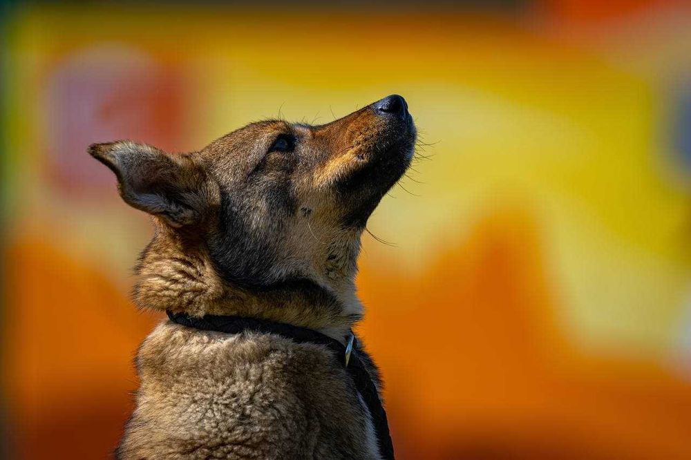 Собака (4 года) в добрые руки