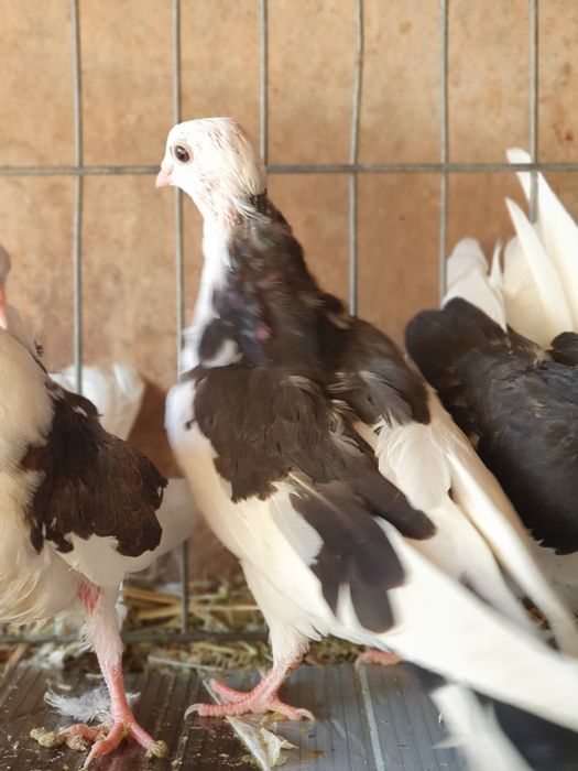 Vând porumbei jucatori