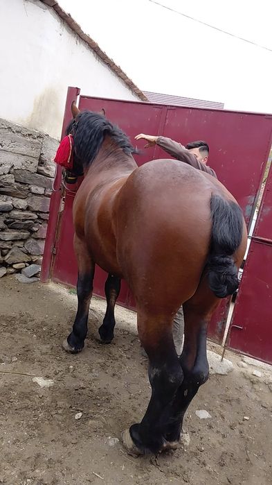 Vând armăsar vârsta 3 ani