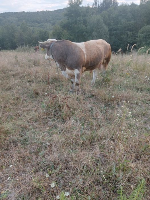 Vand taur de rasa Baltata Romaneasca