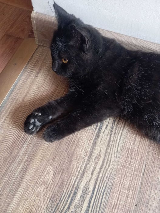 Отдам котика в добрые руки