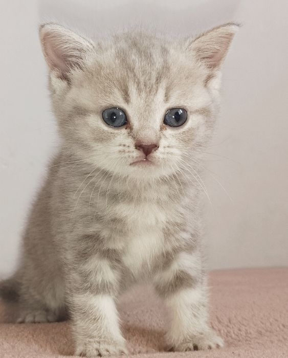 Шотландские прямоушки