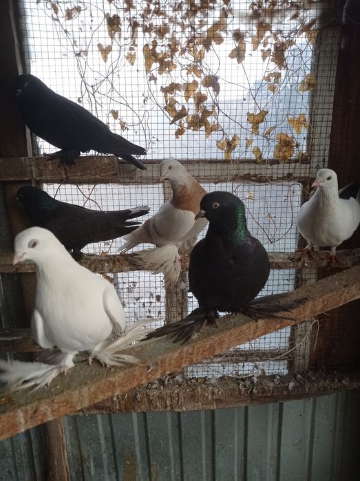 Голуби  молодежь