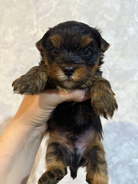 Йоркширские терьер миник