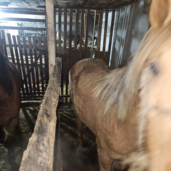 Тай с откорма на согым