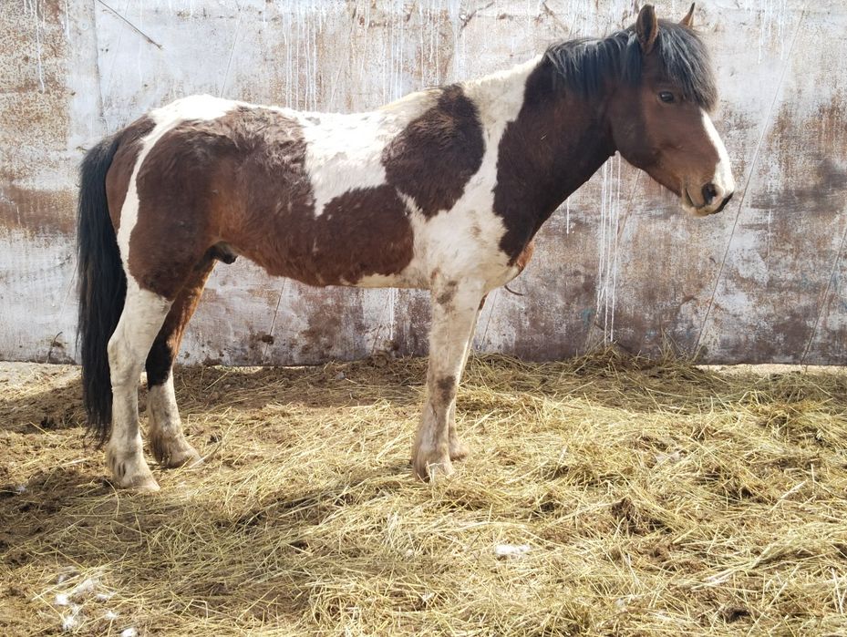 Жеребец 5 леттттт