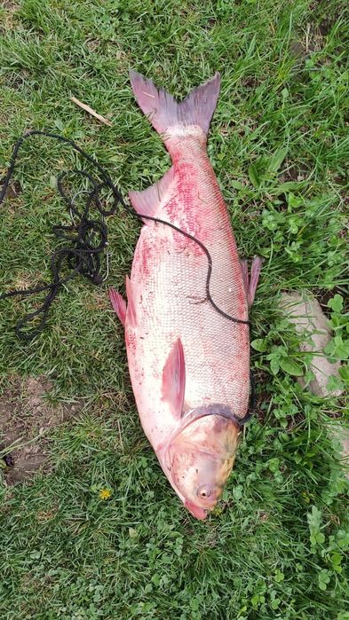 Продам рыбу сазан беломур толстолоб