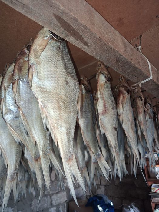 Продам Копчёные,сущоный Рыба Леш (Табан балығыбап)