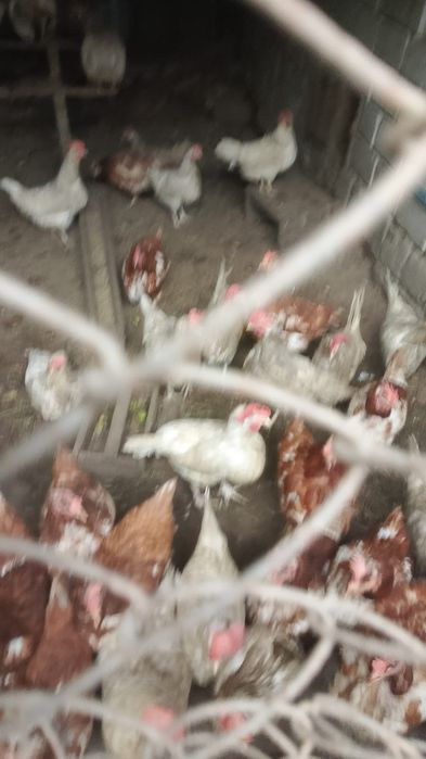 Продам кур несушек