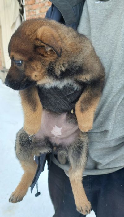 Отдам щенка, девочку.