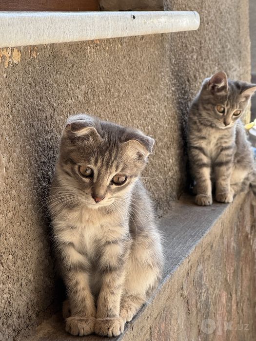 Шотландские вислоухие котята