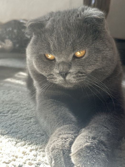 Потерялся кот, нашедшему гарантировано есть вознограждение большое