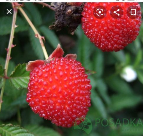 Название малины с крупными ягодами фото