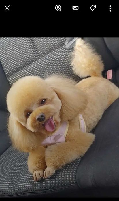 Toy & Mini poodle, FCI, Genetic, PL